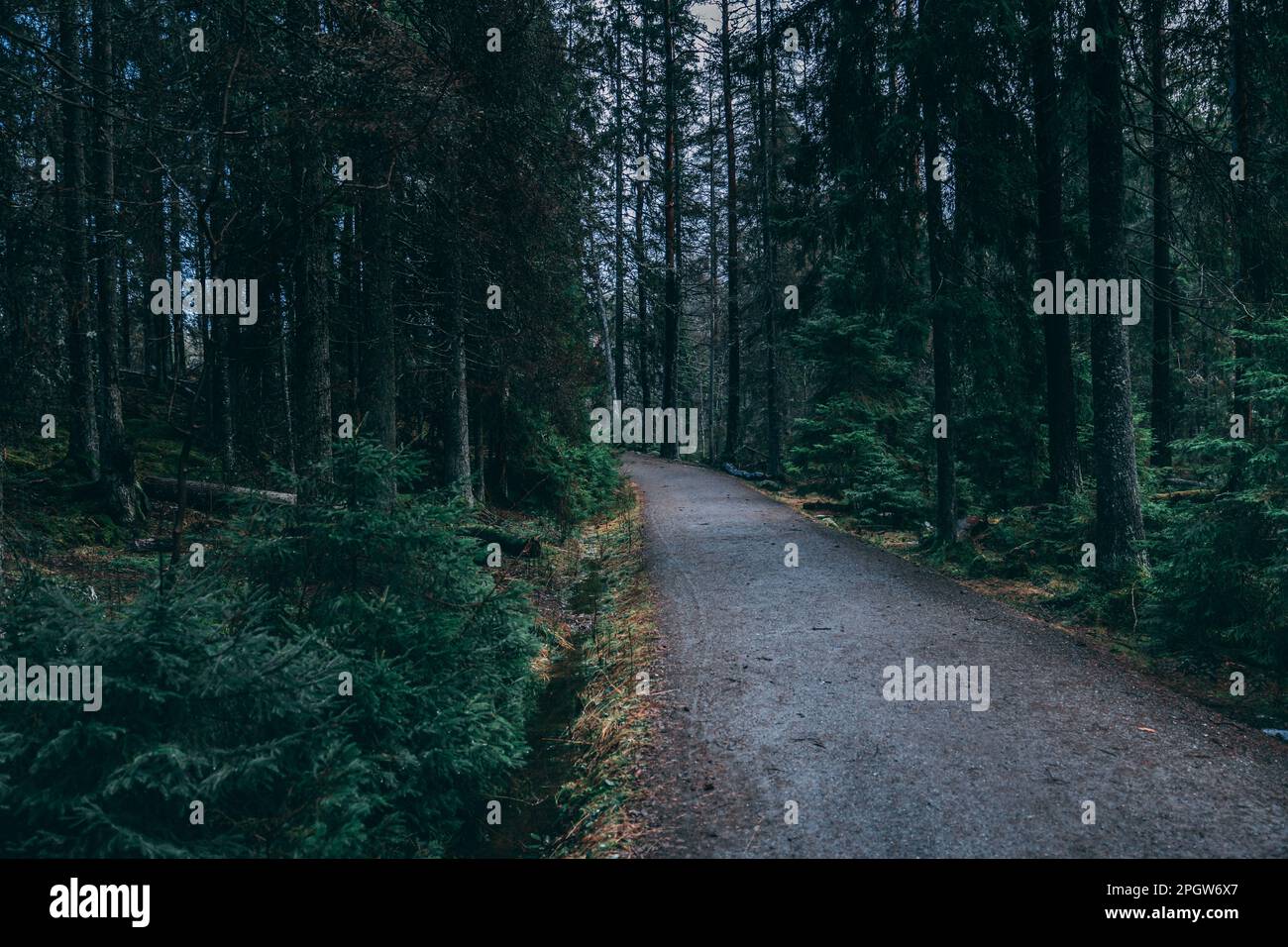 Eine landschaftlich reizvolle Landstraße schlängelt sich durch einen üppigen immergrünen Wald und bietet eine friedliche und natürliche Atmosphäre Stockfoto