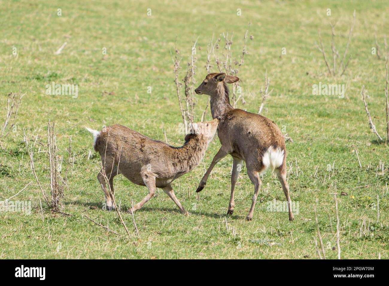 Kampf der Geschlechter Stockfoto