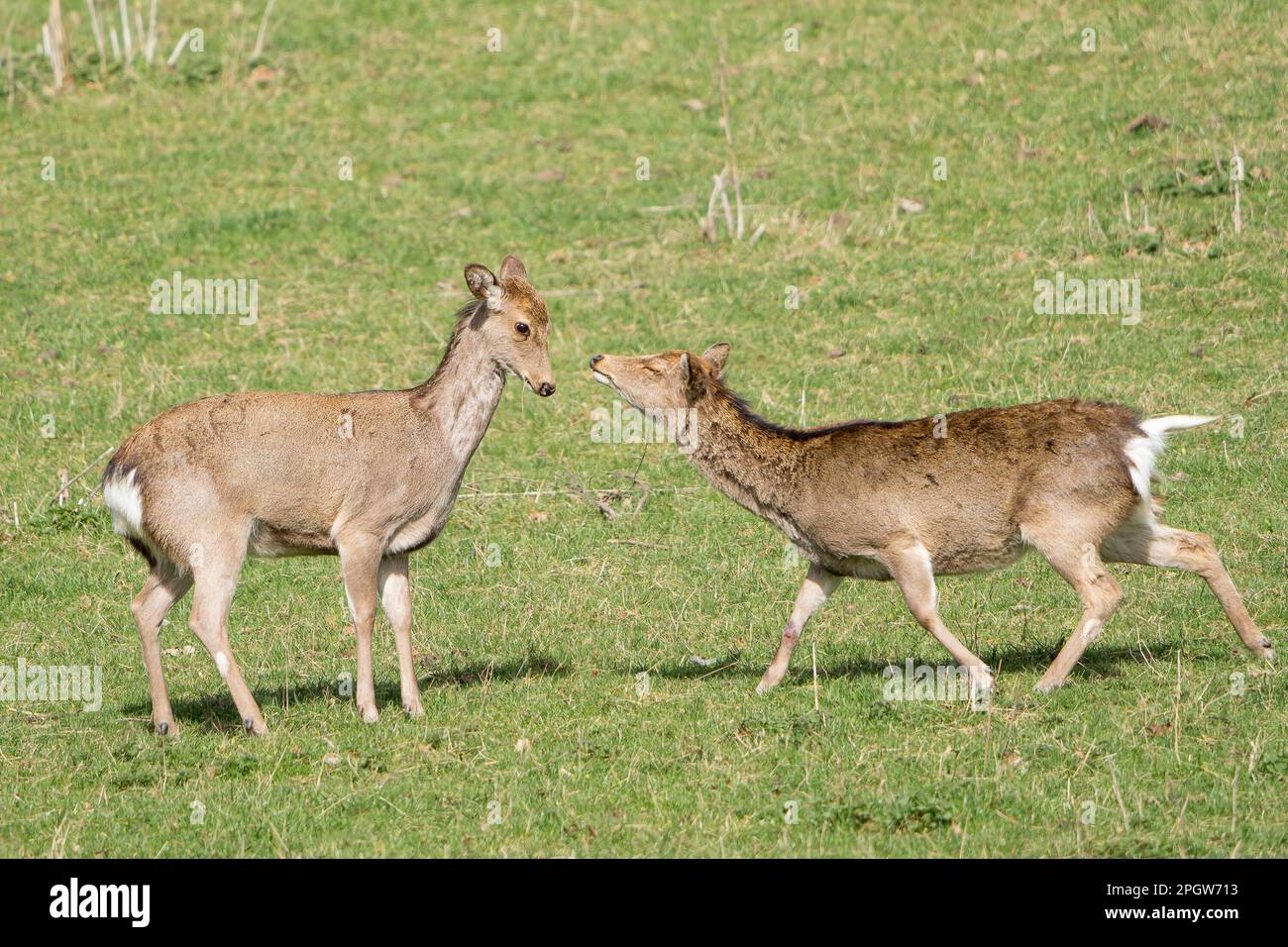 Kampf der Geschlechter Stockfoto
