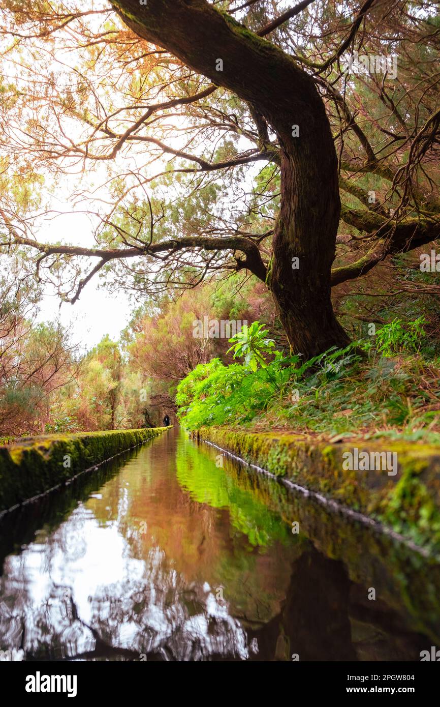 Levada 25 Fontes madeira Waterway Stockfoto