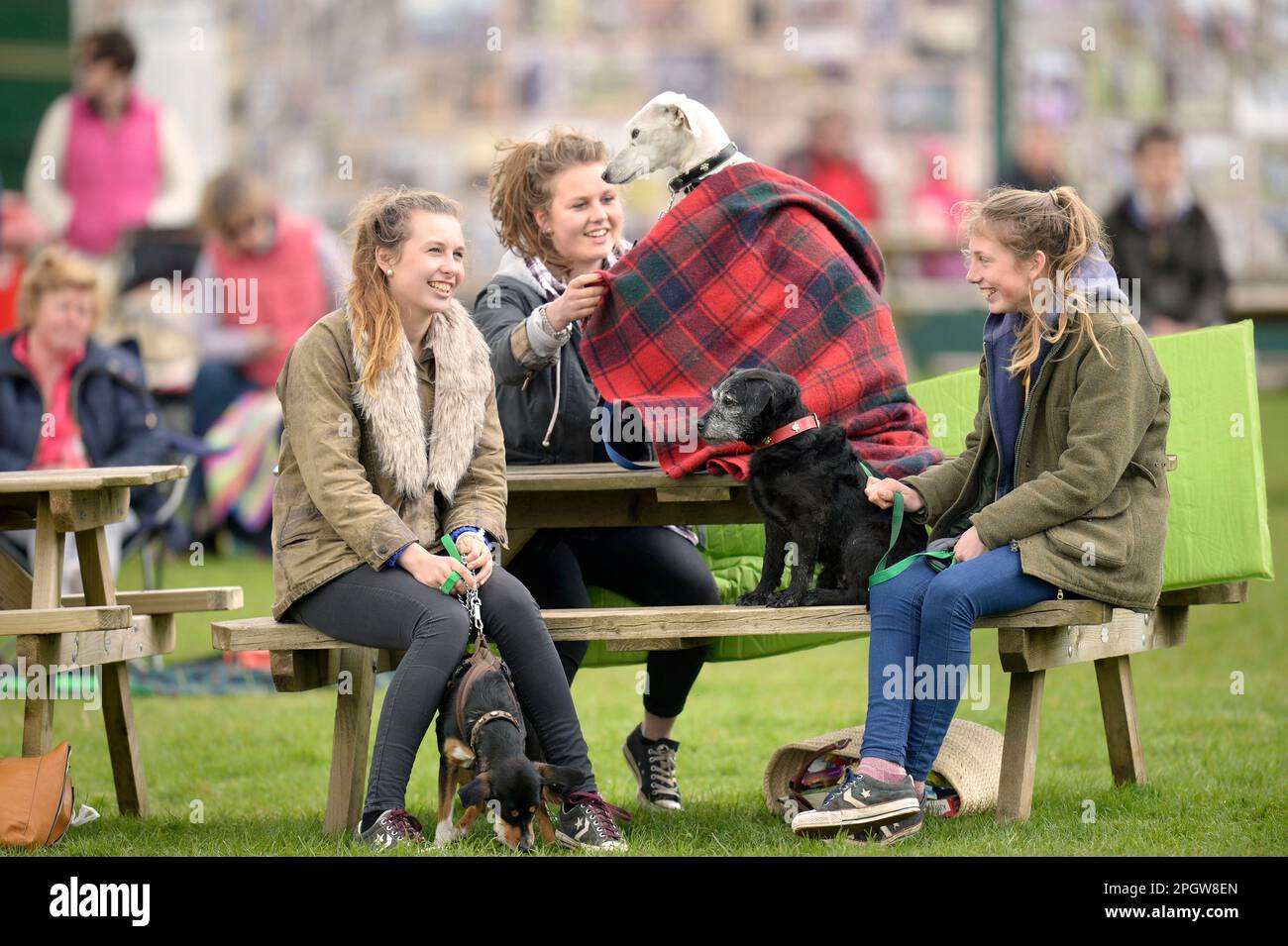 Ein Windhund, der beim Badminton Horse Trials in Gloucestershire, Großbritannien, vom Regen in einen Teppich gewickelt wurde. Stockfoto