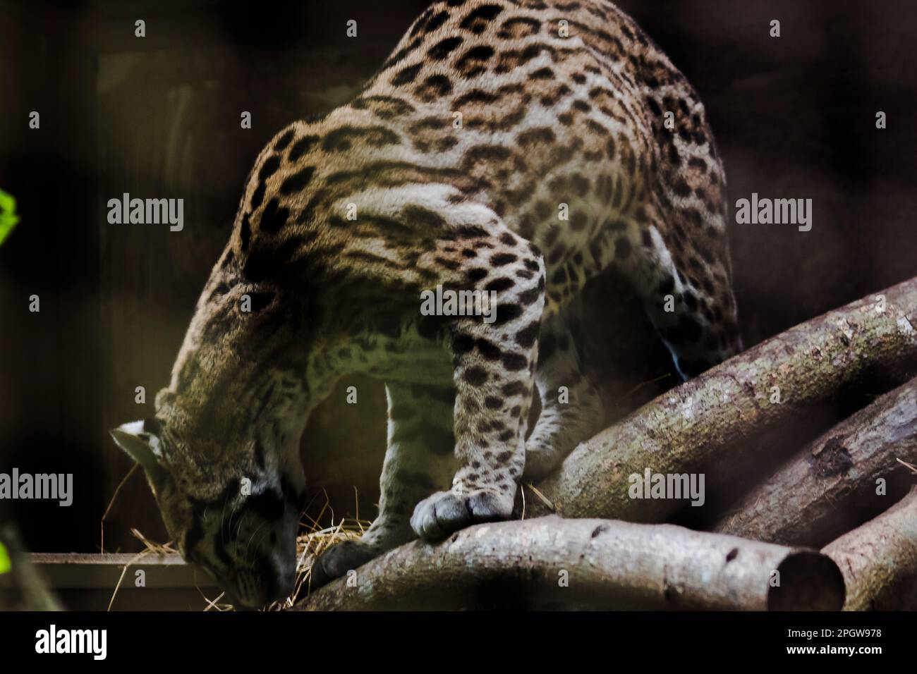 Bilder ozelot Fotos und Bildmaterial in hoher Auflösung Alamy