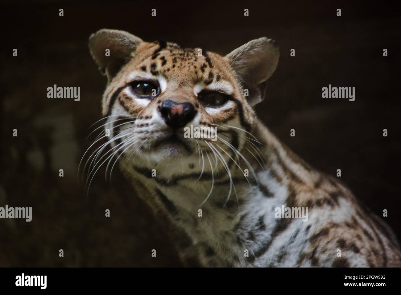 Ocelot auf einem im Zoo ausgestellten Zweig die Haare auf dem Bauch sind weiß. Es gibt zwei schwarze Linien auf den Wangen und die Ohren sind schwarz. Stockfoto