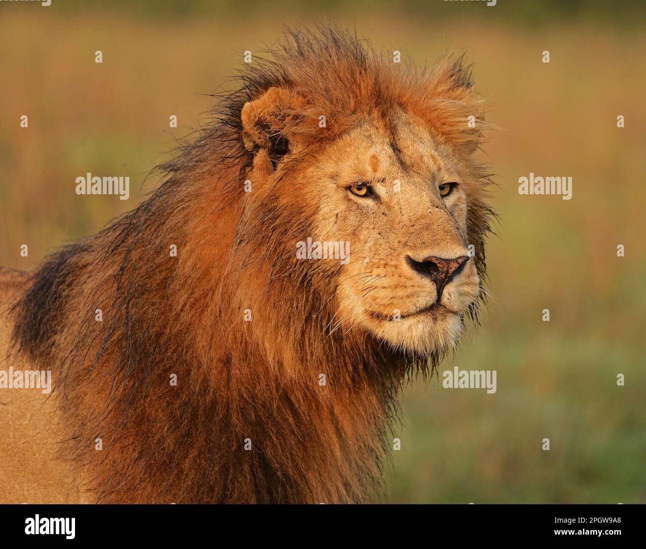 African Lions Kenia Ostafrika Stockfoto