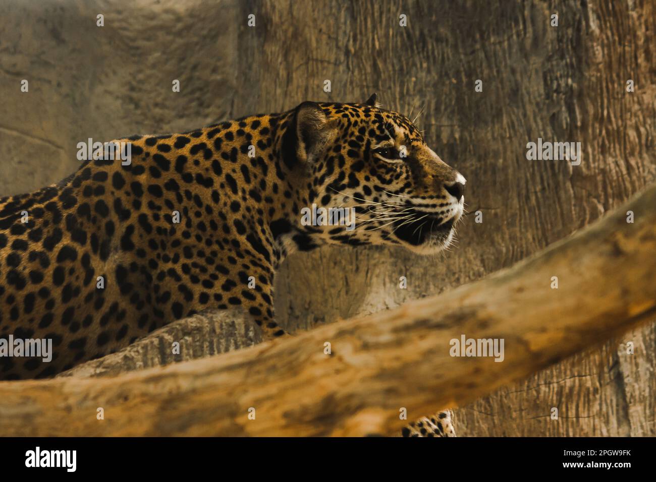Jaguar im Zoo-Look der jaguar hat ein großes, schwarzes, rosenartiges Blumenmuster auf dem Körper auf einem goldgelben Pelz. Die unteren Wangen und Stockfoto