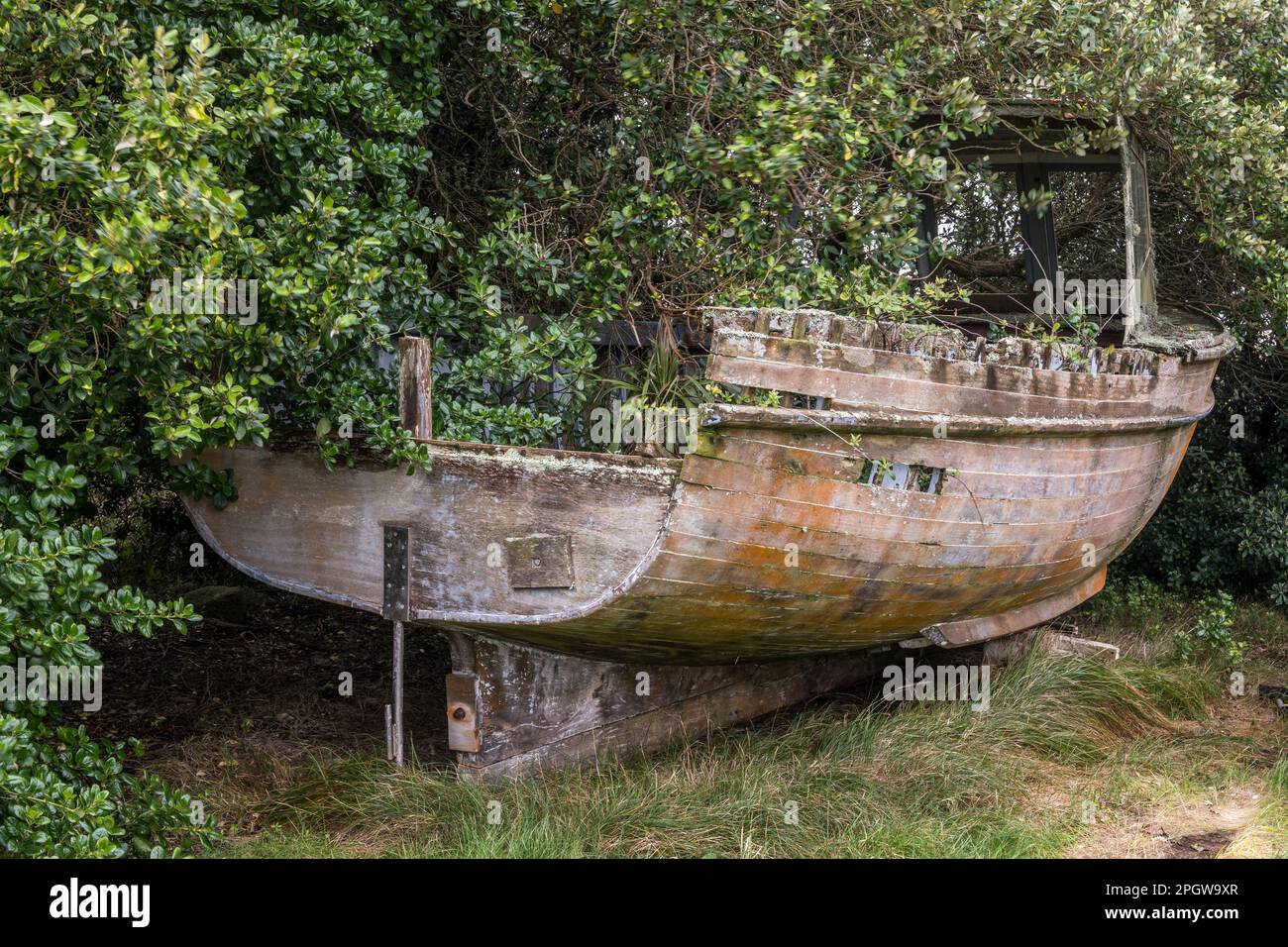 Auf der abgelegenen Insel Bryher, Isles of Scilly, Cornwall, Großbritannien, liegt ein verlassenes und verlassenes altes Holzboot, das im Unterholz verrottet Stockfoto