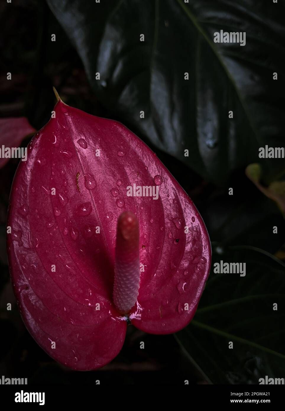 Eine lebendige Flamingo-Blume steht hoch auf einer Wiese, mit einer glitzernden Schicht Morgentau auf den Blütenblättern Stockfoto