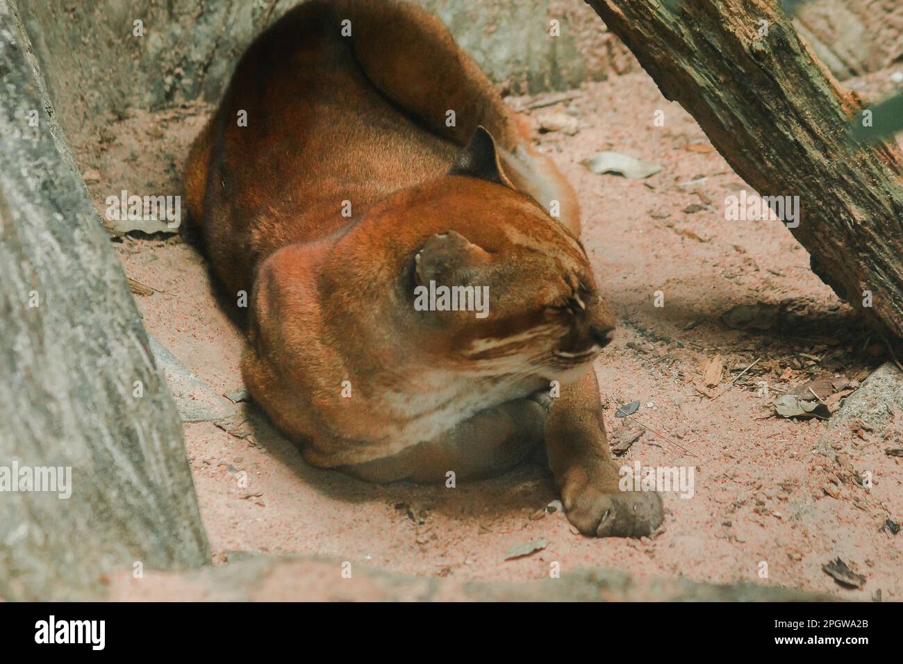 Asiatische goldene Katze liegt auf dem Boden, Temmincks Katze liegt auf dem Boden. Schlanke Figur, groß, langbeinige Hunde mit rötlich-braunem Fell. Die Oberseite von t Stockfoto