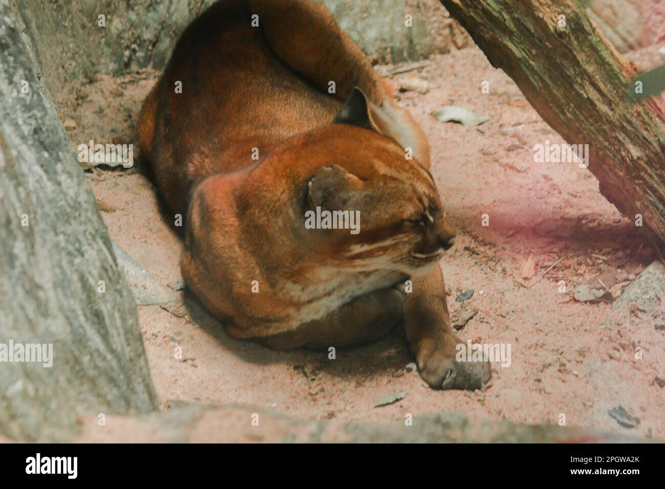 Asiatische goldene Katze liegt auf dem Boden, Temmincks Katze liegt auf dem Boden. Schlanke Figur, groß, langbeinige Hunde mit rötlich-braunem Fell. Die Oberseite von t Stockfoto