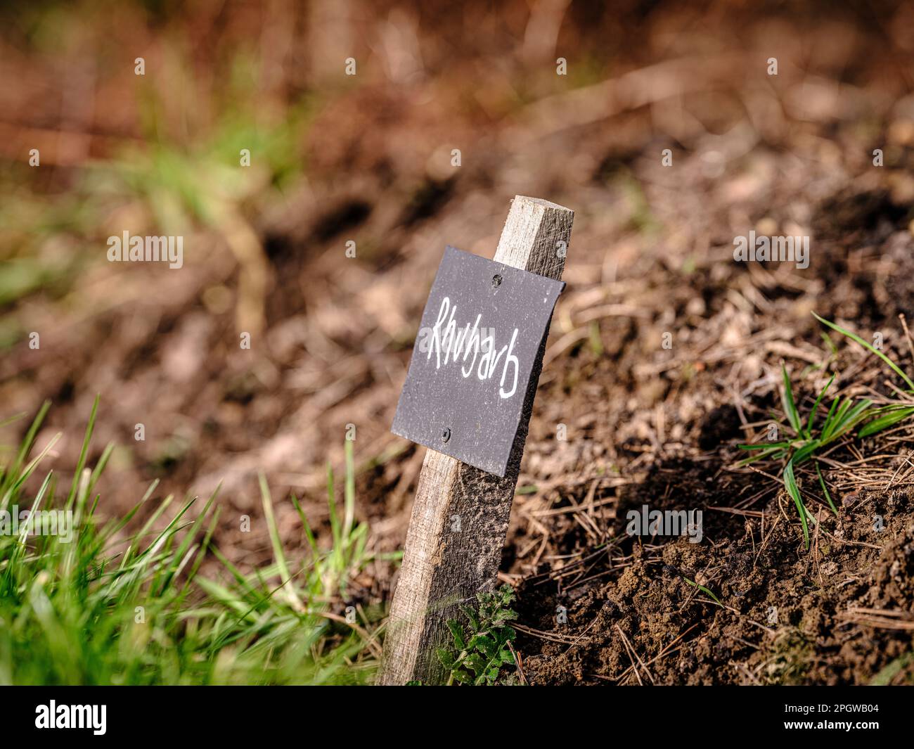 Anbau von Gemüse und Kräutern – Etiketten in Kreide auf schwarzen Etiketten für Rhabarber in einem britischen Zuteilungsgarten. Stockfoto