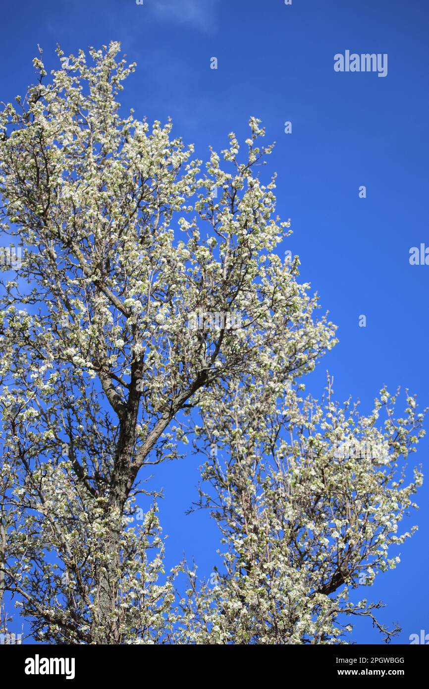 Blühende Steinbirne im Frühling Stockfoto