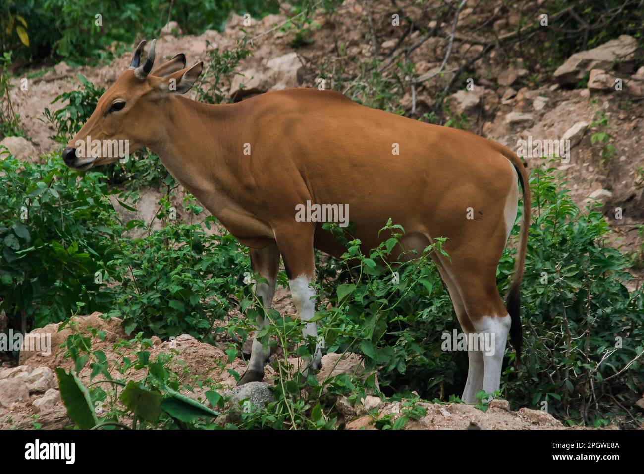 Banteng stand auf den Felsen am Waldrand. Banteng ist eine Art wildes