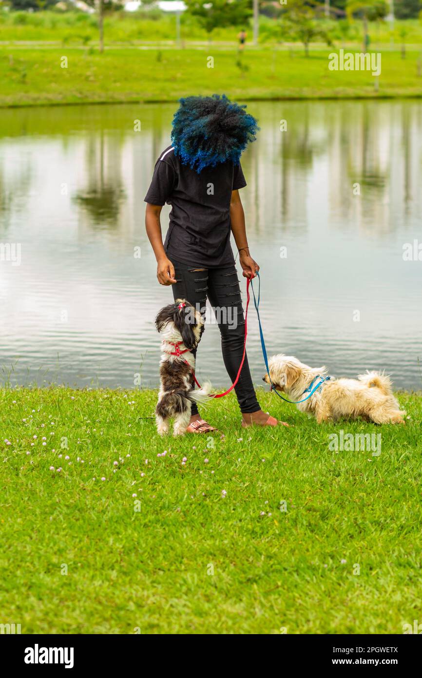 Goiania, Goias, Brasilien – 20. März 2023: Eine junge schwarze Frau mit blau gefärbtem Afrohaar, die ihre Hunde auf dem Rasen neben einem Teich im Park spaziert. Stockfoto