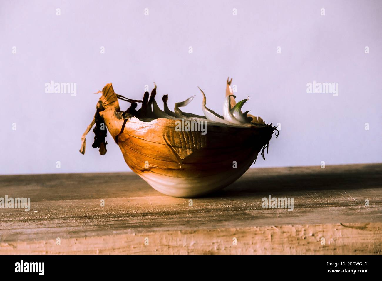 Zwiebelhälften auf einem Stück Holz, Zwiebelfäule, Zwiebeln wachsen. Stockfoto