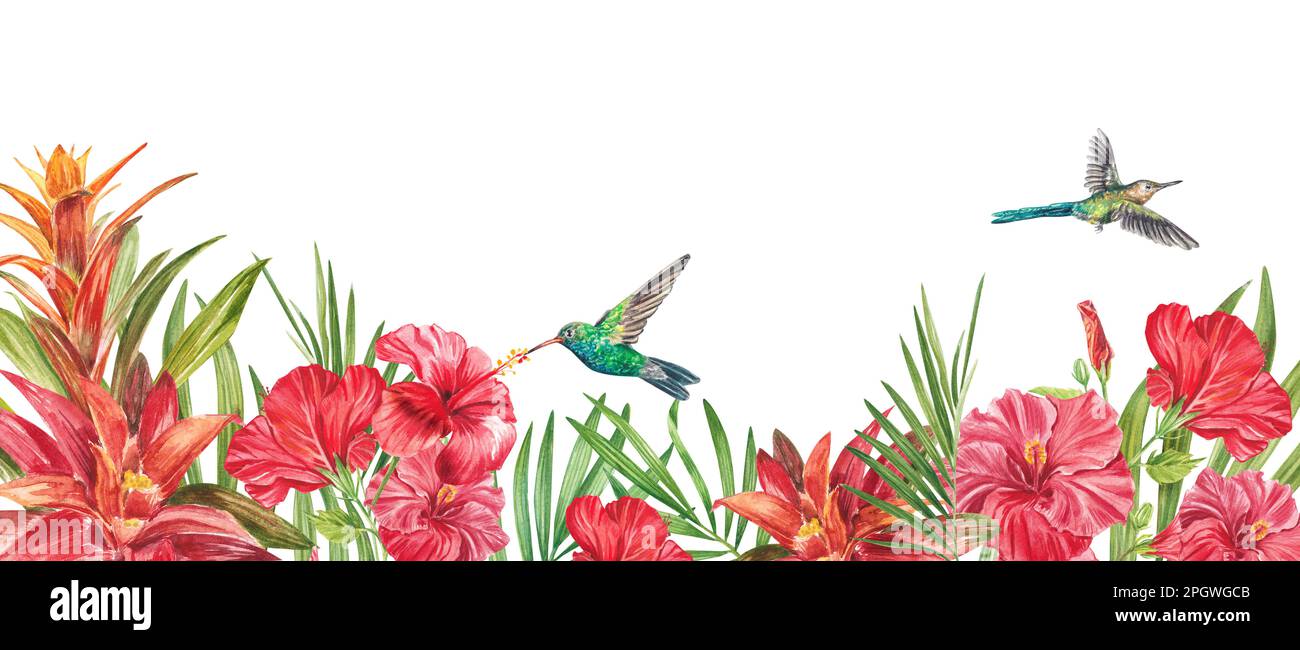 Waagerechte Grenze mit tropischen roten Blumen, grünen Blättern, Bromelie. Aquarell isoliertes Muster auf weißem Hintergrund, Panoramabild Sommer tr Stockfoto