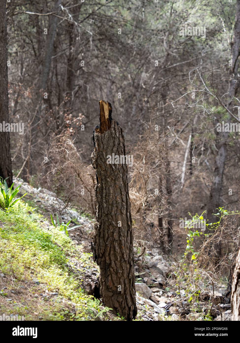 Verbrannte Holzstruktur, ein Stück Kiefer, das sich nach einem gefährlichen Waldbrand in Schwarzkohle verwandelte Stockfoto