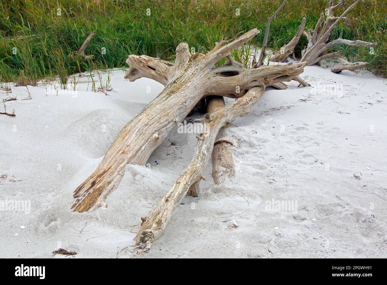 Tote Bäume/Treibholz, das am Sandstrand entlang der Ostsee im Lagunengebiet von Westpommern NP, Mecklenburg-Vorpommern, Deutschland, an Land gewaschen wurde Stockfoto