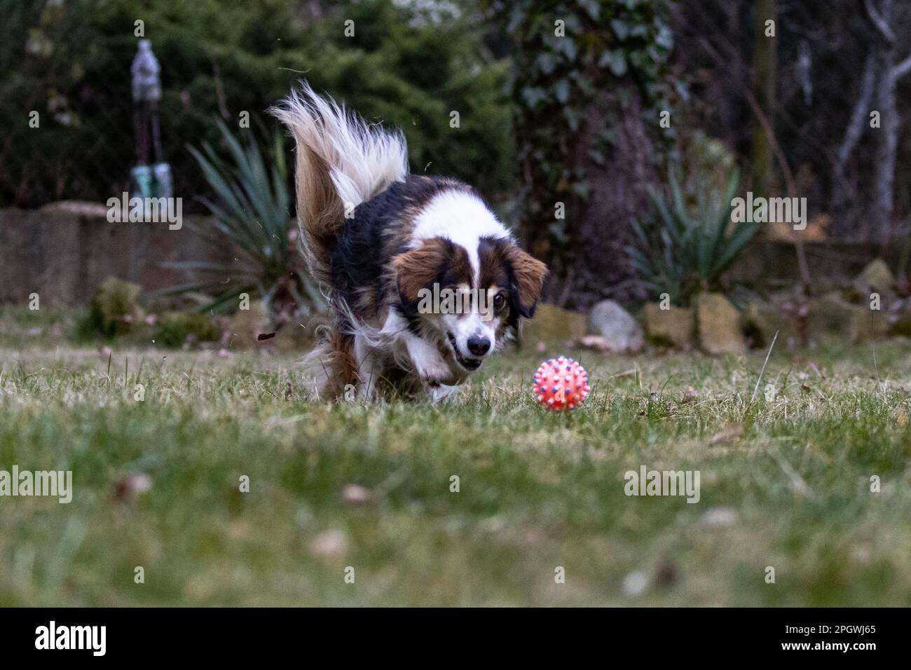 Kleiner süßer Hund, der einen Ball jagt. Stockfoto
