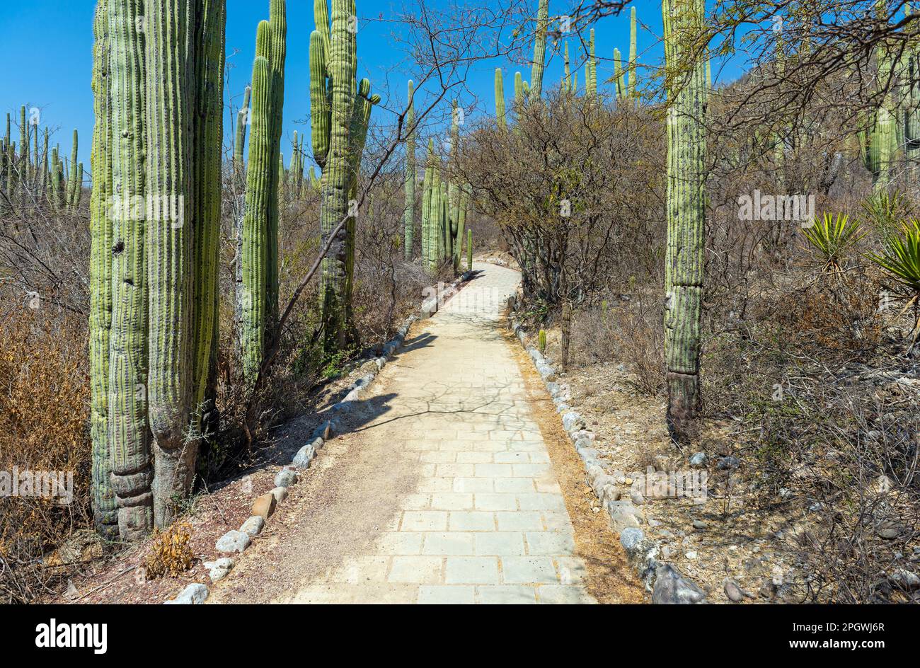 Wanderweg mit Columnar-Kaktus im botanischen Garten Helia Bravo Hollis, Tehuacan Cuicatlan Biosphärenreservat, Puebla, Mexiko. Stockfoto