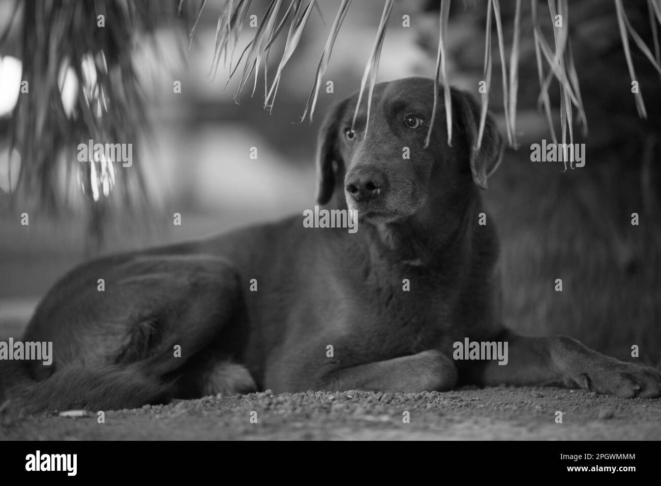 Eine Graustufenaufnahme eines braunen österreichischen Pinscher-Hundes, der sich auf einer üppig grünen Wiese entspannt Stockfoto