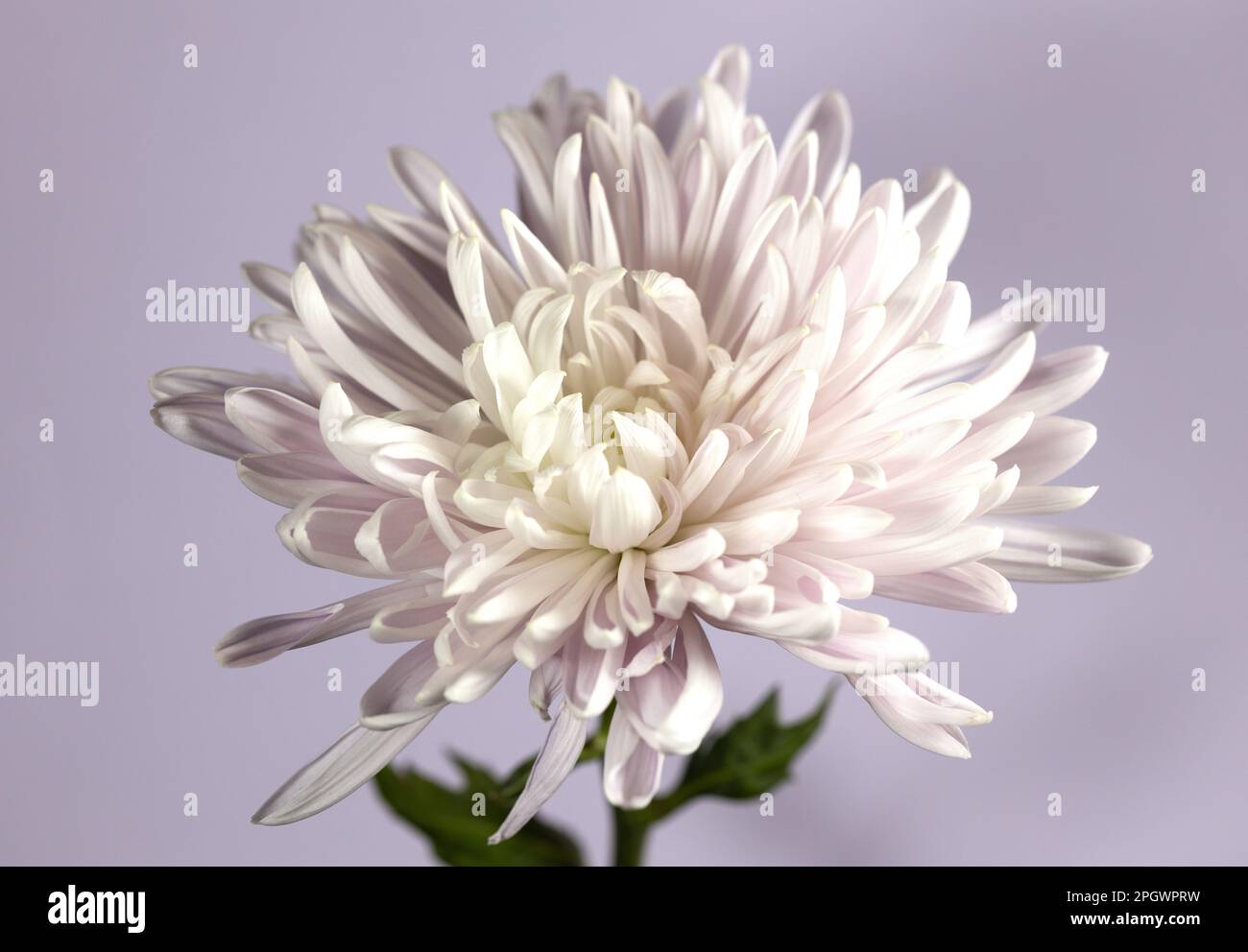 Porträt eines weissen und hellrosa Chrysanthemums vor lilafarbenem Hintergrund. Stockfoto