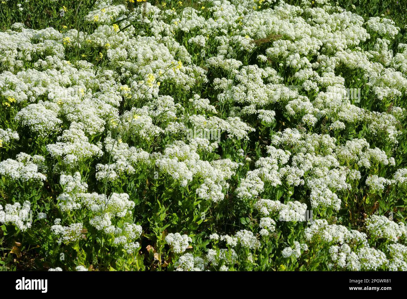 Weißpfefferkraut (Lepidium draba). Mehrjähriges, wurzelndes Unkraut (Adventice, weit verbreitete Ruderpflanze, reduziert den Getreideertrag erheblich) auf langer Te Stockfoto