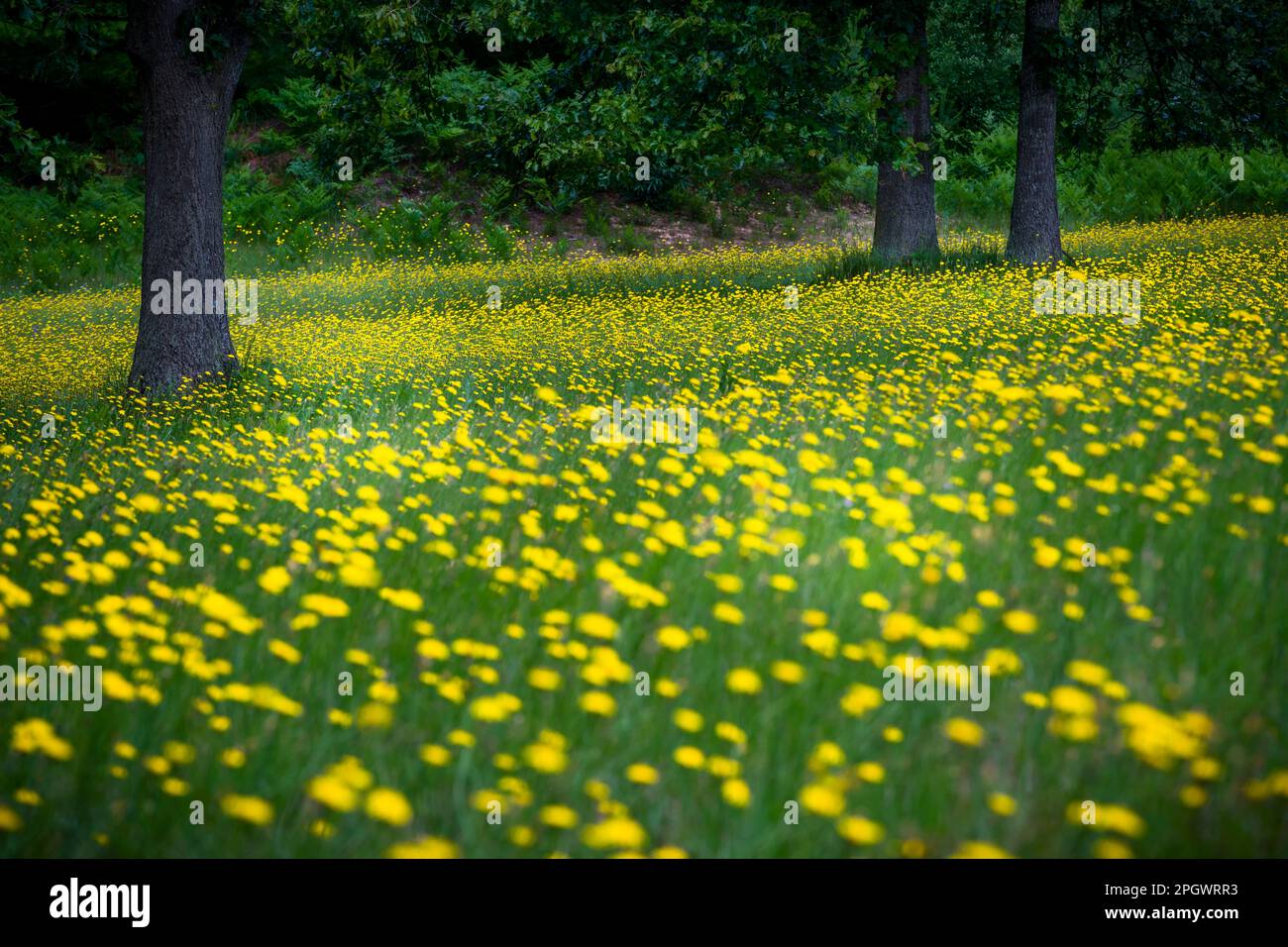 Gelbes Blumenfeld in Mason County, Michigan, USA Stockfoto