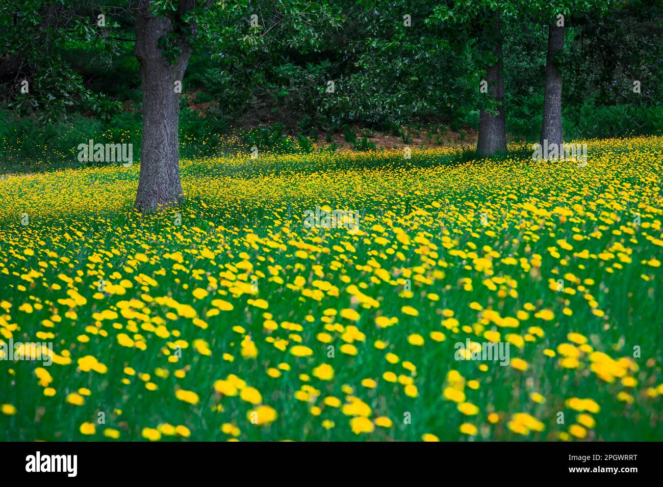 Gelbes Blumenfeld in Mason County, Michigan, USA Stockfoto