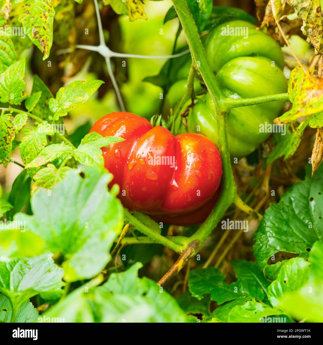 Erbstück-Tomaten aus biologischem Anbau in Ludington, Michigan, USA. Stockfoto