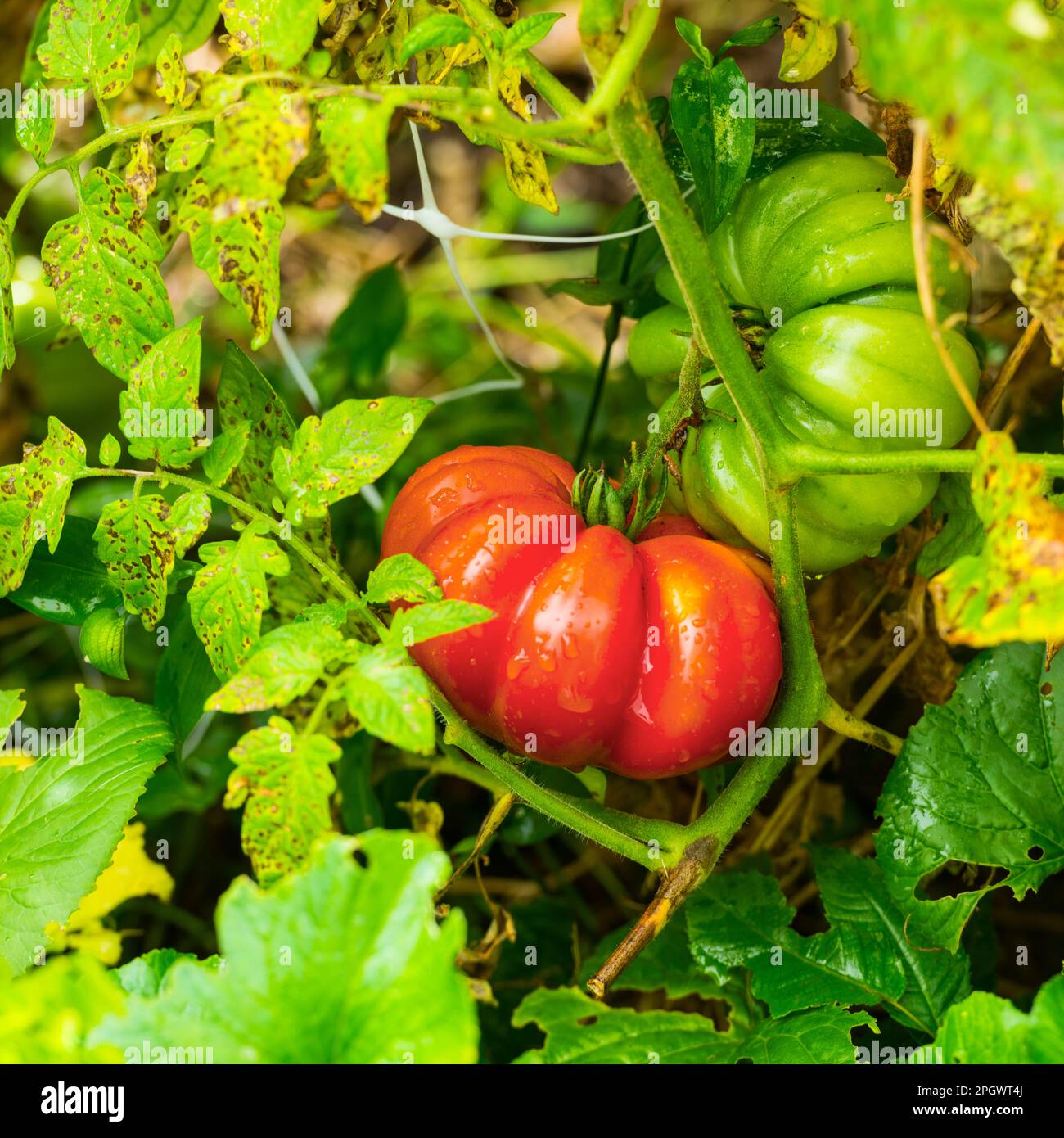 Erbstück-Tomaten aus biologischem Anbau in Ludington, Michigan, USA. Stockfoto