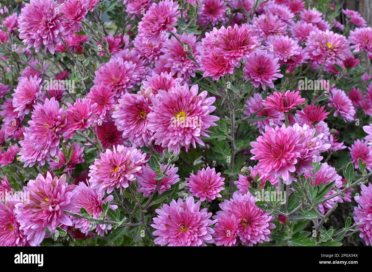 Chrysantheme pflanzen Fotos und Bildmaterial in hoher Auflösung Alamy