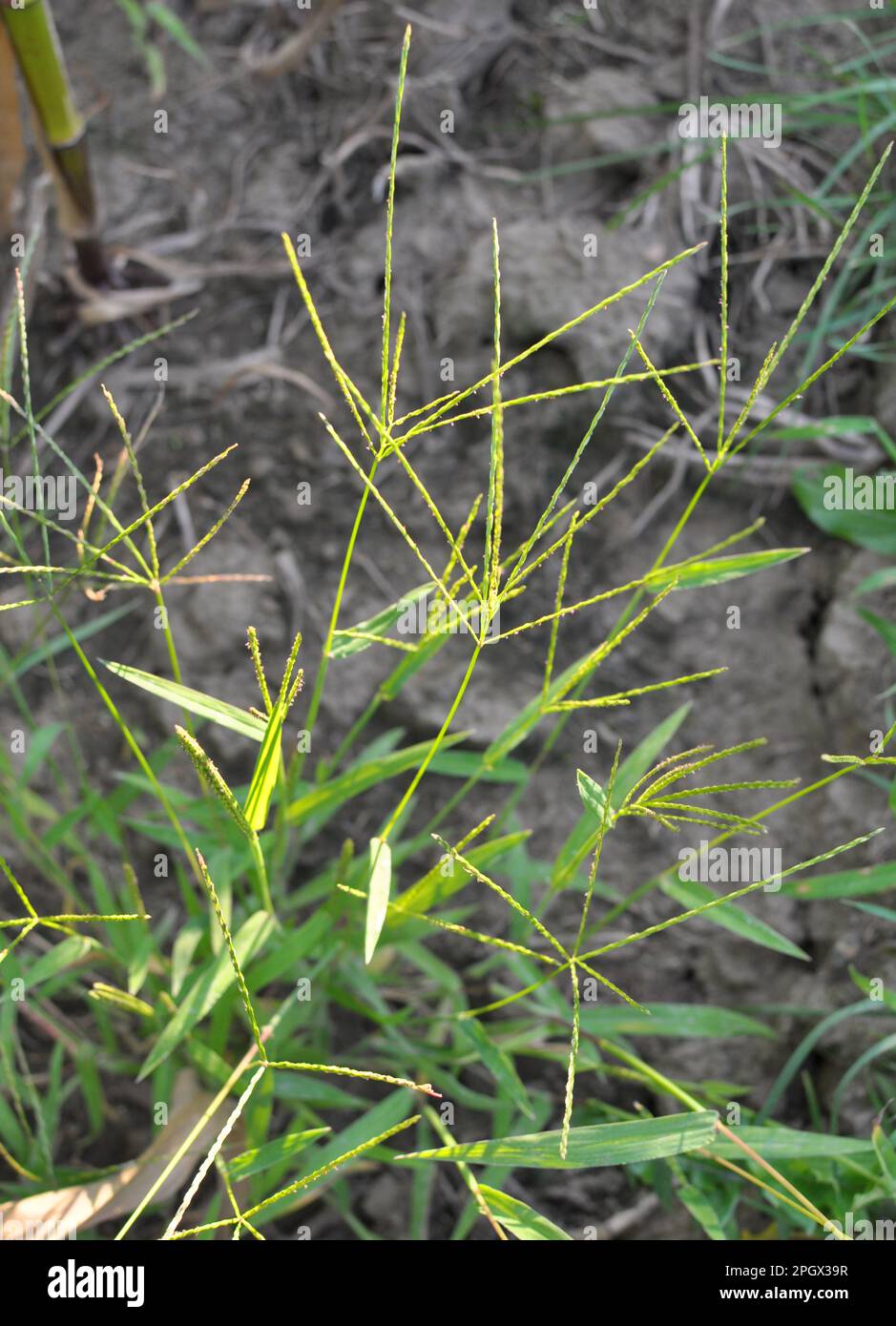 In der Wildnis wächst Digitaria sanguinalis auf dem Feld wie ein Unkraut Stockfoto