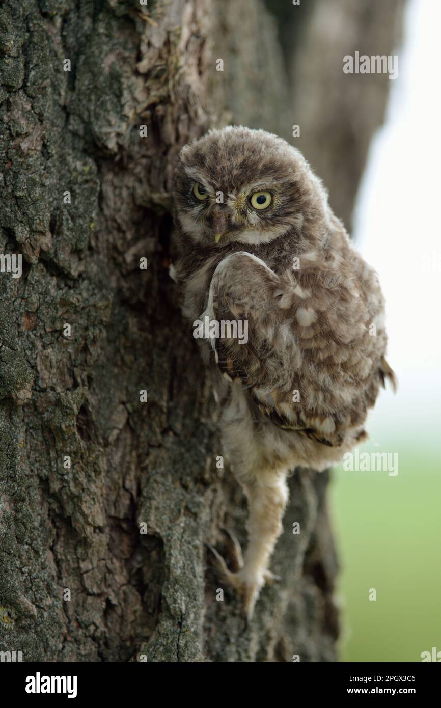 Eine steigende Eule... Little Owl ( Athene noctua ), junge kleine Eule, kleine Eule, die sich auf einen Baumstamm klettert. Stockfoto