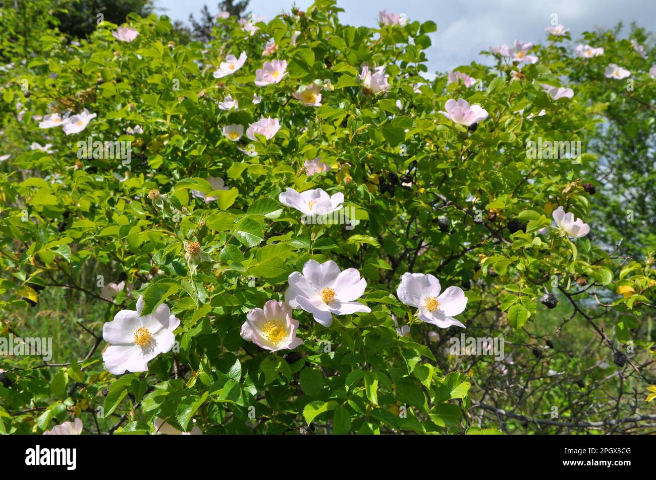 Im Frühling blüht der wilde Rosenbusch Stockfoto