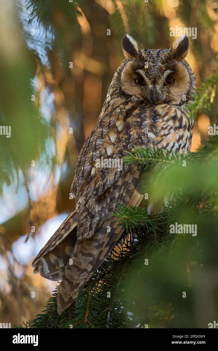 Nachtaktiv... Die langohrige Eule ( ASIO otus ) in ihrem tagtäglichen Versteck in einem Nadelbaum. Stockfoto