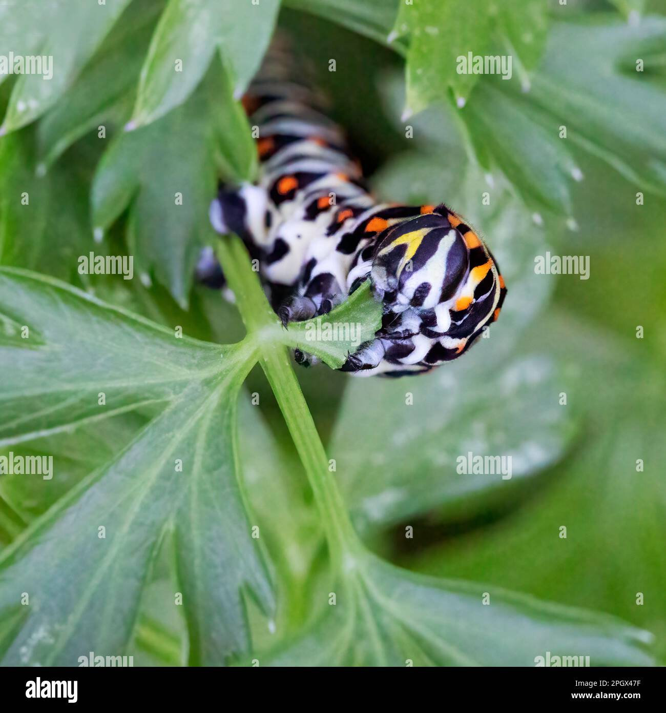 Schwarze Raupe (Papilio polyxene), die Petersilie isst. Stockfoto