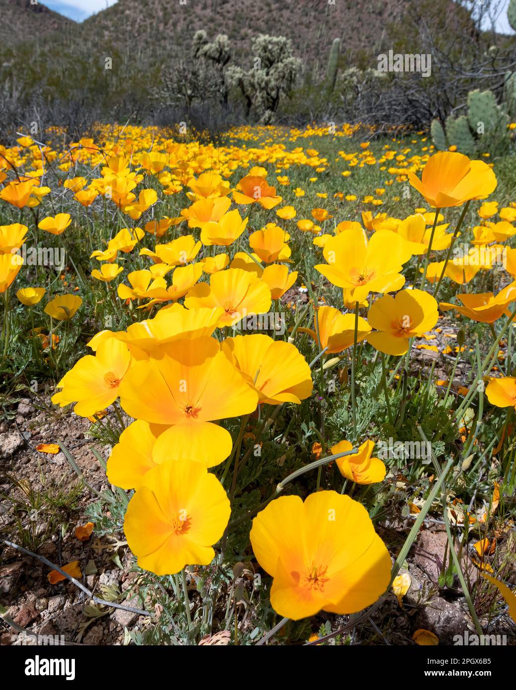 Goldmohn (Eschscholzia californica ssp. mexicana), Saguaro National Park, West Unit, Tucson, Arizona, USA. Frühling 2023 blüht. Stockfoto