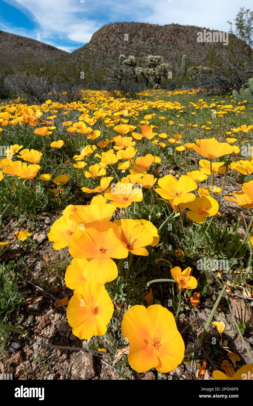 Goldmohn (Eschscholzia californica ssp. mexicana), Saguaro National Park, West Unit, Tucson, Arizona, USA. Frühling 2023 blüht. Stockfoto