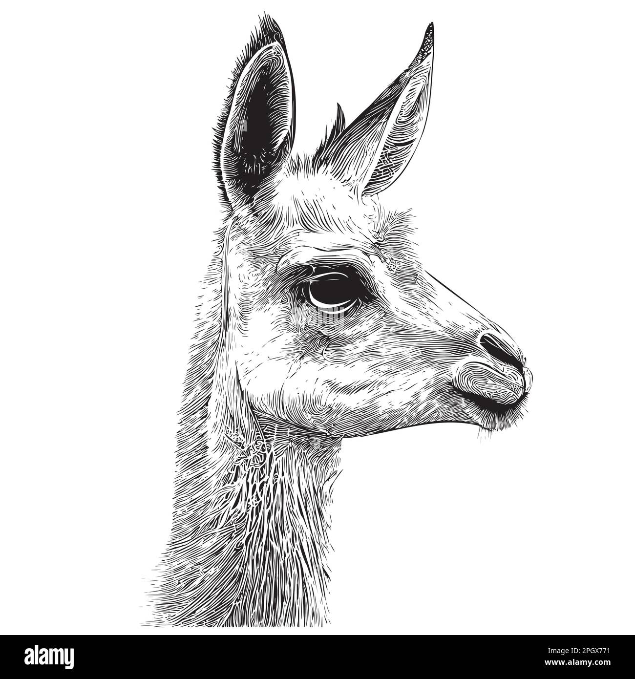 Lama-Kopf-Skizze, handgezeichnet in Doodle-Style-Illustration Stock Vektor