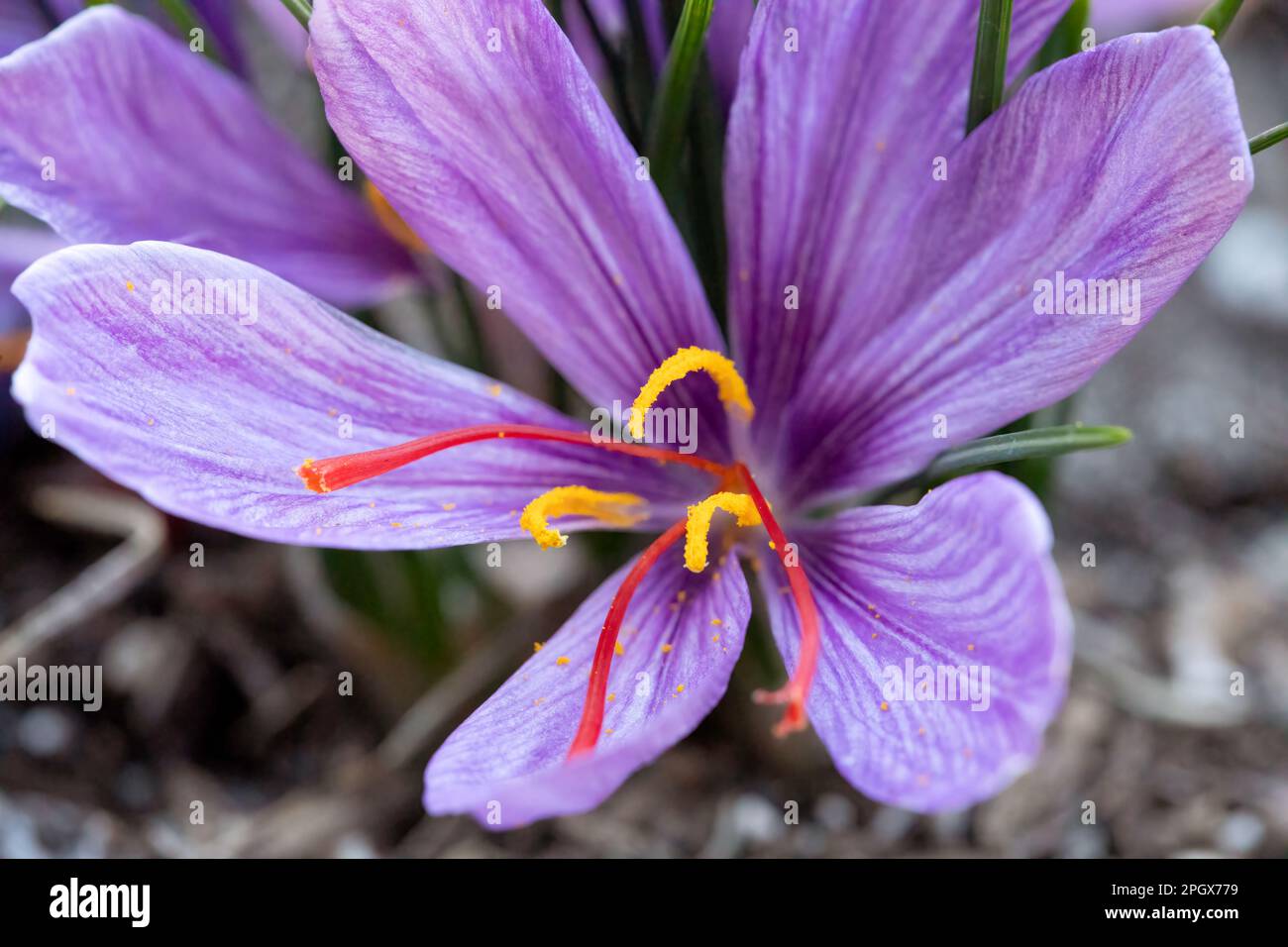 Safran Crocus (Crocus sativus), alias: Herbstcrocus in Blüte. Seine Stigmatien sind bekannt als Gewürzsafran. Stockfoto