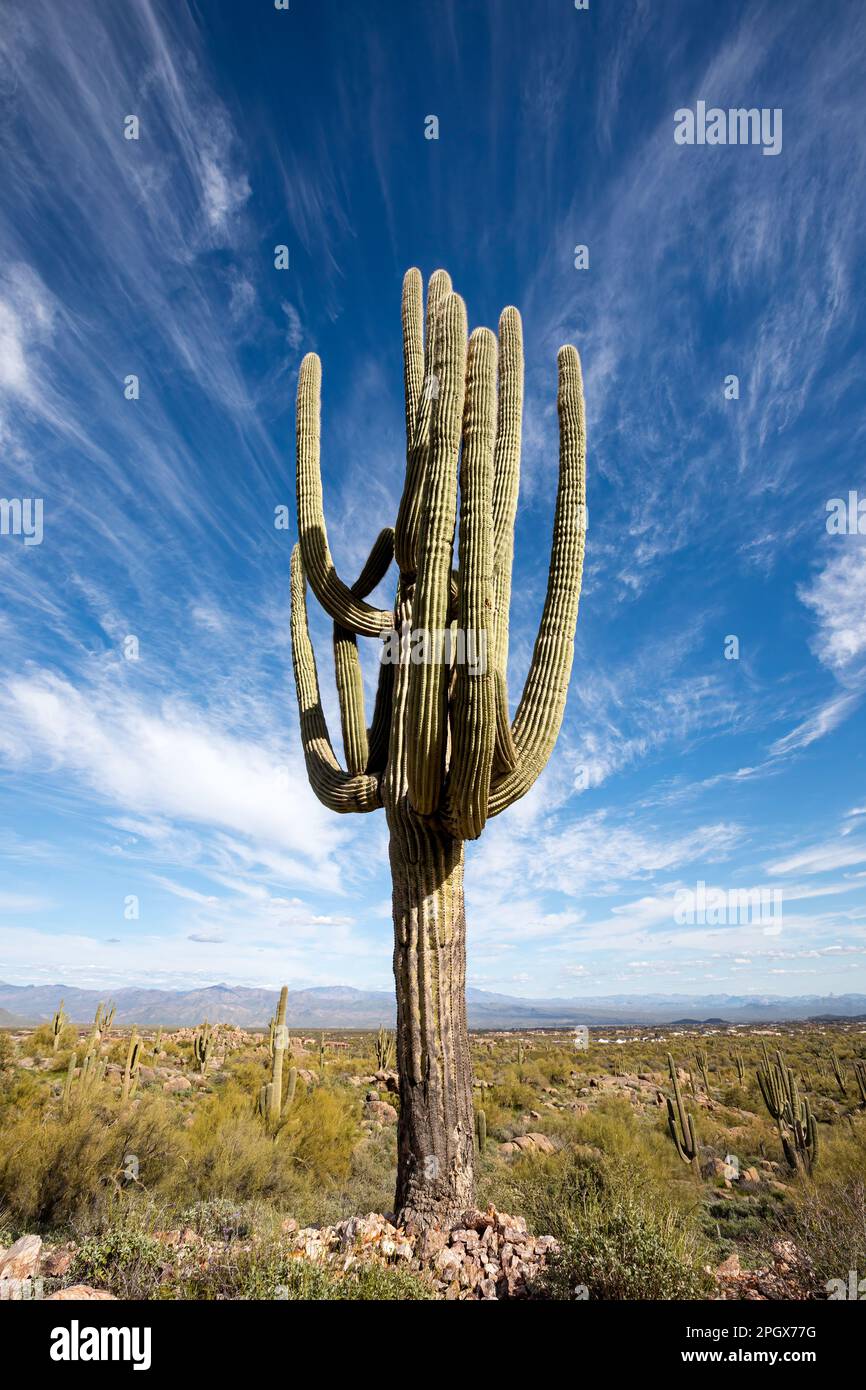 Giant Saguaro (Carnegiea gigantea) gegen Whispy Clouds, McDowell Sonoran Preserve, Scottsdale, Arizona, USA. Stockfoto