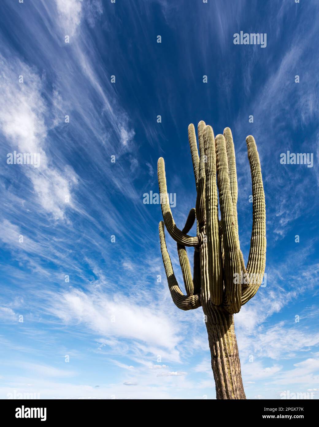 Riesen-Saguaro (Carnegiea gigantea), isoliert vom Himmel, McDowell Sonoran Preserve, Scottsdale, Arizona, USA. Stockfoto