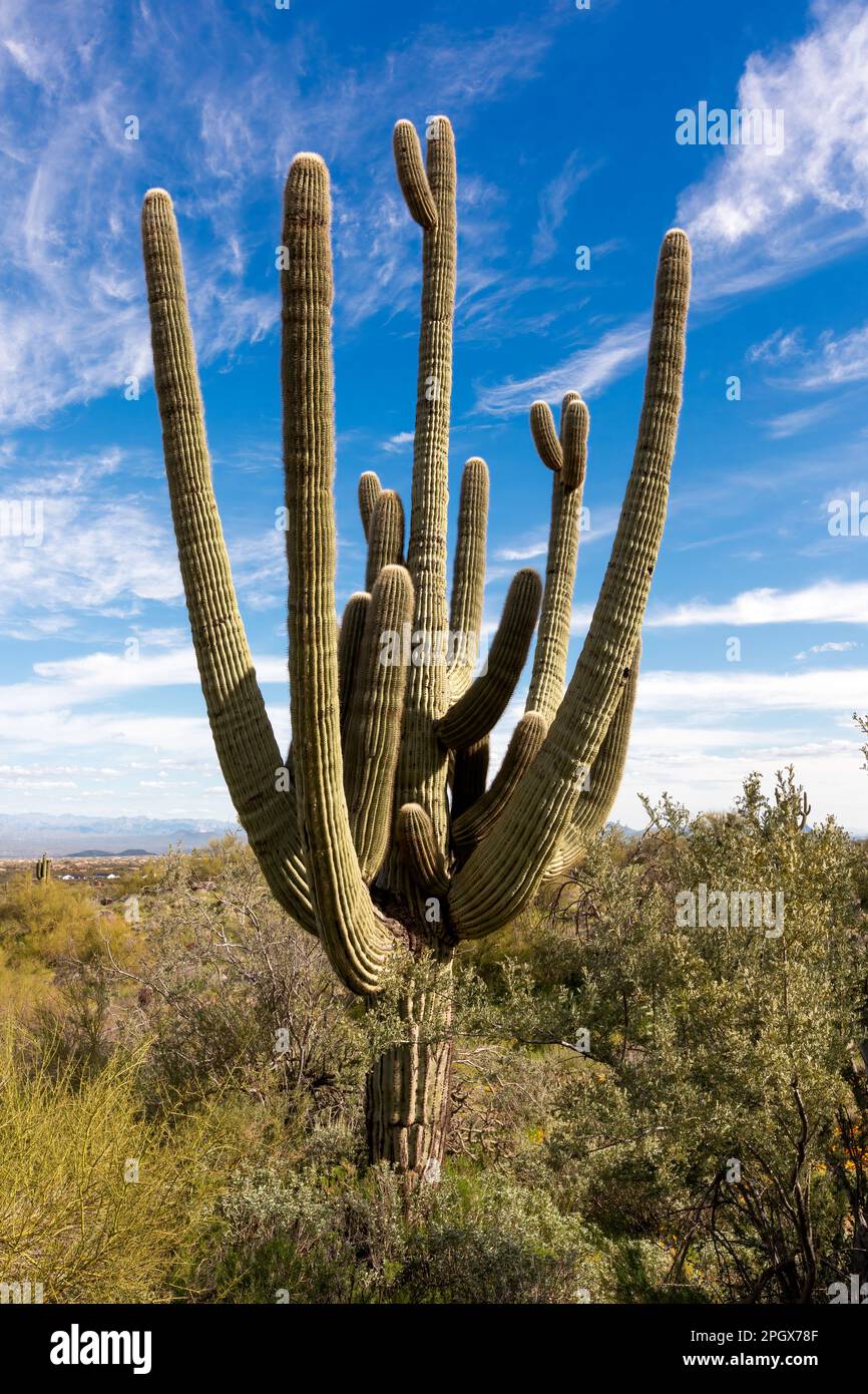 Giant Saguaro (Carnegiea gigantea), McDowell Sonoran Preserve, Scottsdale, Arizona, USA. Stockfoto