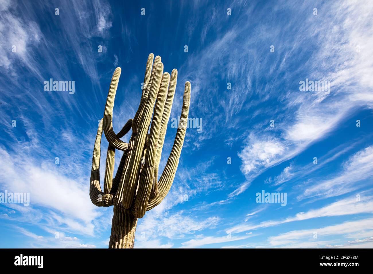 Riesen-Saguaro gegen den Himmel, McDowell Sonoran Preserve, Scottsdale, Arizona, USA. Stockfoto
