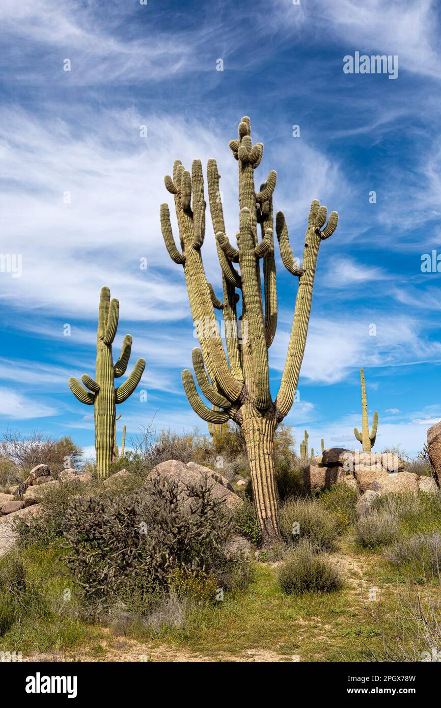 Giant Saguaros (Carnegiea gigantea), McDowell Sonoran Preserve, Scottsdale, Arizona, USA. Stockfoto