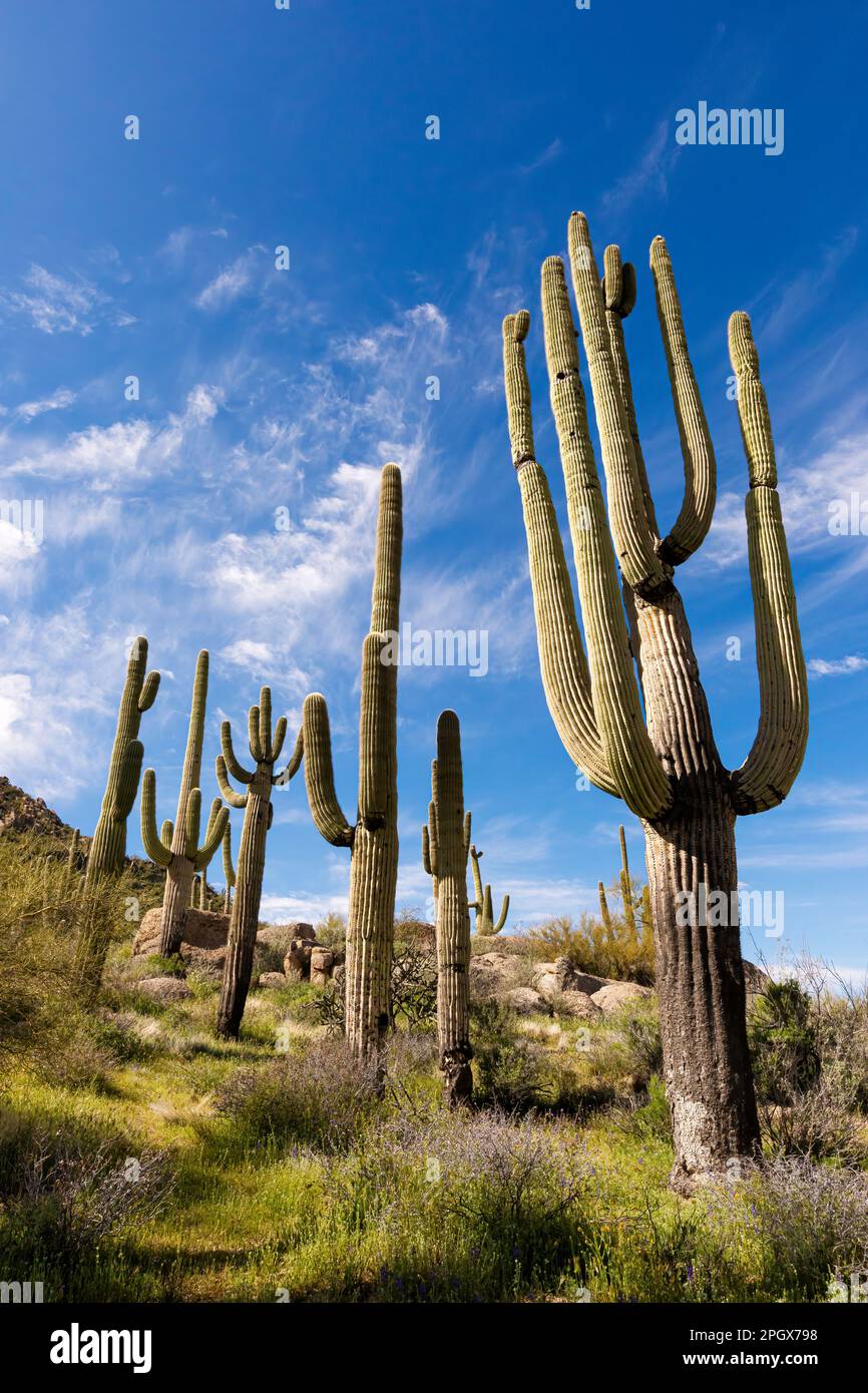 Stand of Giant Saguaros (Carnegiea gigantea), McDowell Sonoran Preserve, Scottsdale, Arizona, USA. Stockfoto