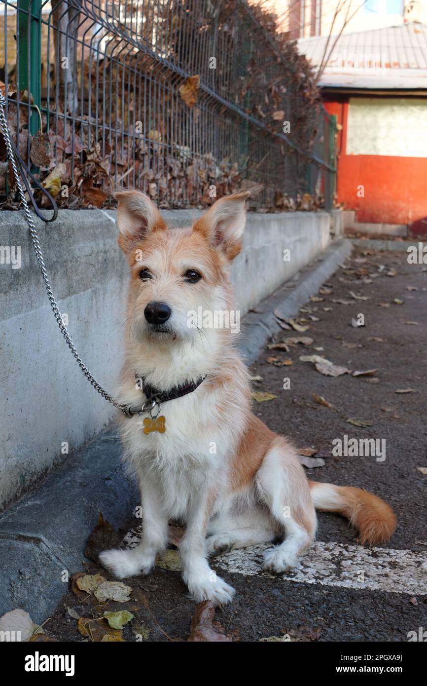 Ein aufmerksamer, halbblütiger, süßer Hund an der Leine, der an einem Zaun befestigt ist, sitzt und wartet und freut sich Stockfoto