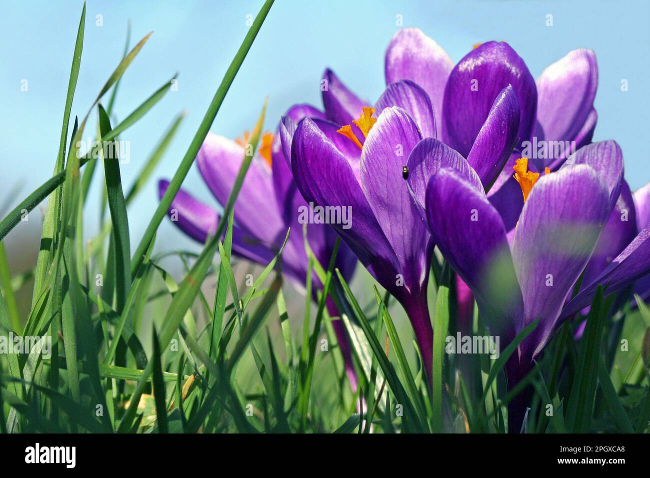 Nahaufnahme Frühlingskrokusse mit ihren orangefarbenen Anthesen, die aus leuchtend lila Blütenblättern in Grashalmen stehen. Februar Sonne, blauer Himmel Stockfoto