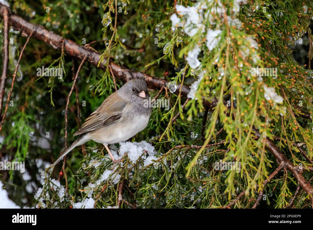 Dunkeläugige Junco - rosafarbene Sorte (Junco hyemalis mearnsi) in einem verschneiten Baum Stockfoto