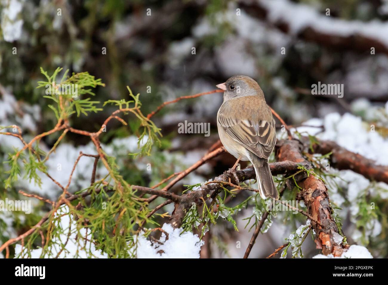 Dunkeläugige Junco - rosafarbene Sorte (Junco hyemalis mearnsi) in einem verschneiten Baum Stockfoto